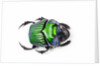 Green Dung Beetle Female Oxysternon conspicillatum as viewed from the top by Anonymous