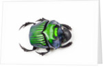 Green Dung Beetle Female Oxysternon conspicillatum as viewed from the top by Anonymous