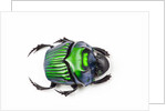 Green Dung Beetle Female Oxysternon conspicillatum as viewed from the top by Anonymous