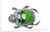 Green Dung Beetle male Oxysternon conspicillatum as viewed from the top by Anonymous
