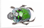 Green Dung Beetle male Oxysternon conspicillatum as viewed from the top by Anonymous