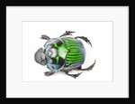 Green Dung Beetle male Oxysternon conspicillatum as viewed from the top by Anonymous