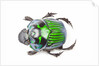 Green Dung Beetle male Oxysternon conspicillatum as viewed from the top by Anonymous