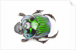 Green Dung Beetle male Oxysternon conspicillatum as viewed from the top by Anonymous