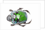Green Dung Beetle male Oxysternon conspicillatum as viewed from the top by Anonymous