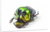 Scarabidae Beetle from Mexico Phanaeus mexicanus by Anonymous