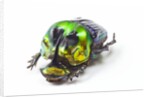 Scarabidae Beetle from Mexico Phanaeus mexicanus by Anonymous