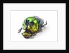 Scarabidae Beetle from Mexico Phanaeus mexicanus by Anonymous