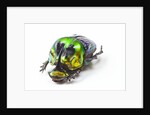 Scarabidae Beetle from Mexico Phanaeus mexicanus by Anonymous
