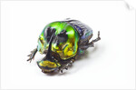 Scarabidae Beetle from Mexico Phanaeus mexicanus by Anonymous