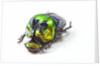 Scarabidae Beetle from Mexico Phanaeus mexicanus by Anonymous