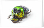 Scarabidae Beetle from Mexico Phanaeus mexicanus by Anonymous