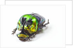 Scarabidae Beetle from Mexico Phanaeus mexicanus by Anonymous