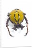 Beetle from Thailand Dicranocephalus wallichi viewed from front by Anonymous