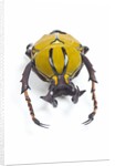 Beetle from Thailand Dicranocephalus wallichi viewed from front by Anonymous