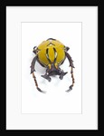 Beetle from Thailand Dicranocephalus wallichi viewed from front by Anonymous