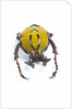Beetle from Thailand Dicranocephalus wallichi viewed from front by Anonymous