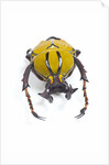 Beetle from Thailand Dicranocephalus wallichi viewed from front by Anonymous