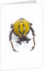 Beetle from Thailand Dicranocephalus wallichi viewed from front by Anonymous
