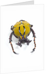 Beetle from Thailand Dicranocephalus wallichi viewed from front by Anonymous