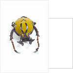 Beetle from Thailand Dicranocephalus wallichi viewed from front by Anonymous
