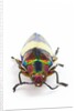 Jewel Beetle Chrysochroa toulgoeti from Malaysia by Anonymous