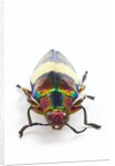 Jewel Beetle Chrysochroa toulgoeti from Malaysia by Anonymous