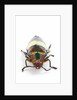Jewel Beetle Chrysochroa toulgoeti from Malaysia by Anonymous