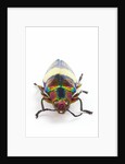 Jewel Beetle Chrysochroa toulgoeti from Malaysia by Anonymous