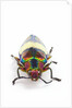 Jewel Beetle Chrysochroa toulgoeti from Malaysia by Anonymous