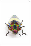Jewel Beetle Chrysochroa toulgoeti from Malaysia by Anonymous