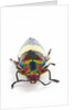 Jewel Beetle Chrysochroa toulgoeti from Malaysia by Anonymous