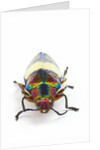 Jewel Beetle Chrysochroa toulgoeti from Malaysia by Anonymous