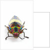 Jewel Beetle Chrysochroa toulgoeti from Malaysia by Anonymous