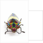 Jewel Beetle Chrysochroa toulgoeti from Malaysia by Anonymous