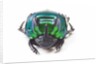 Scarabidae Beetle from Peru Oxysternus selenium by Anonymous
