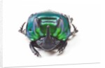 Scarabidae Beetle from Peru Oxysternus selenium by Anonymous