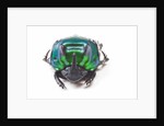 Scarabidae Beetle from Peru Oxysternus selenium by Anonymous