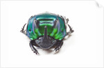 Scarabidae Beetle from Peru Oxysternus selenium by Anonymous