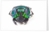 Scarabidae Beetle from Peru Oxysternus selenium by Anonymous
