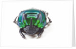 Scarabidae Beetle from Peru Oxysternus selenium by Anonymous