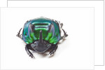 Scarabidae Beetle from Peru Oxysternus selenium by Anonymous