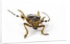 Head on view of Long Horned Beetle by Anonymous