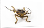 Head on view of Long Horned Beetle by Anonymous