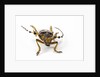 Head on view of Long Horned Beetle by Anonymous