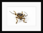 Head on view of Long Horned Beetle by Anonymous