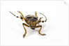 Head on view of Long Horned Beetle by Anonymous