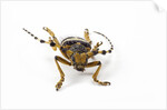 Head on view of Long Horned Beetle by Anonymous