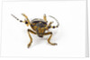 Head on view of Long Horned Beetle by Anonymous