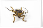Head on view of Long Horned Beetle by Anonymous